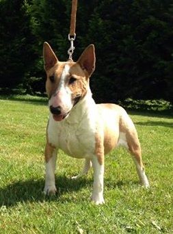 Les Bull Terrier Miniature de l'affixe d'ultime passion